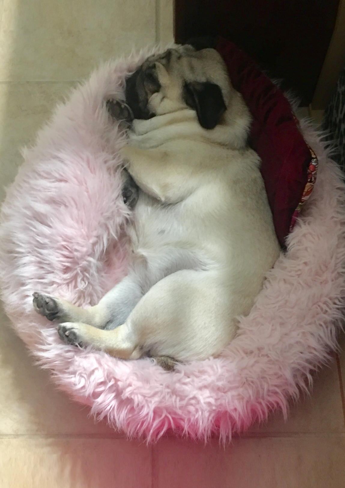 Martini the pug in a bed