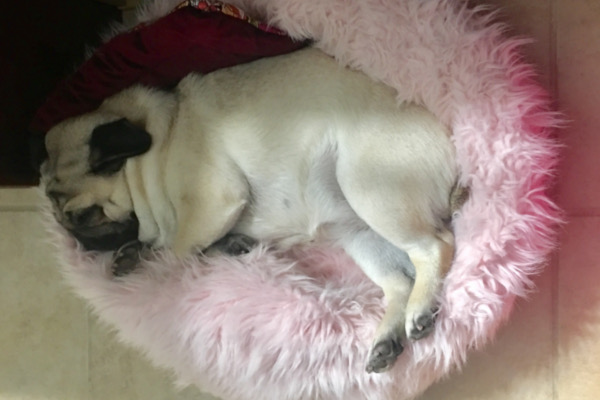 Martini the pug in a bed